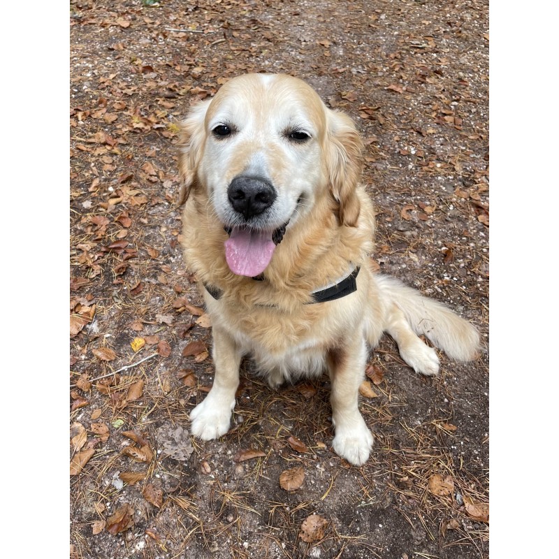  How to enjoy Autumn with your pooch 